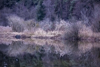 The Woods: Grass with water reflection of fig trees at a forest lake in Bavaria
