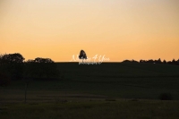 Urban Living: Sunset with a tree silhouetted in Switzerland