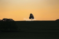 Sunset with a solitary tree in the countryside of Switzerland