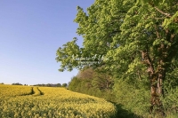 Urban Living: Dandelion field in the countryside of Bavaria