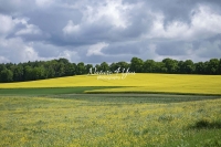Urban Living: Dandelion field in Bavaria