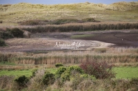 Swamp surrounded by a meadow by the coast in Normandy