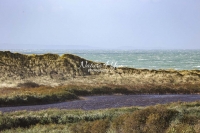Swamp surrounded by a grassy meadow at the coast in Normandy