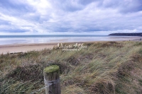 Grassland by the beach with ocean view