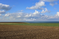 Urban Living: Agricultural scape near the coast of Normandy