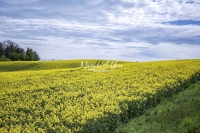 Urban Living: Dandelion field in the countryside in Bavaria