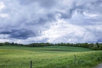 Dandelion field in the countryside with upcoming storm in Bavaria