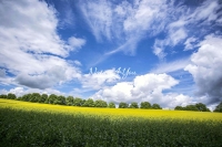 Dandelion field in the countryside of Bavaria