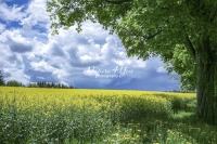 Urban Living: Dandelion field in Bavaria