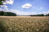 Cornfield in the countryside of Bavaria