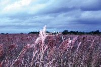 Purple Muhly Grass - Florida