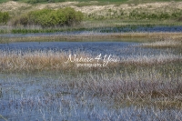 Swamp surrounded by a grassy meadow by the coast in Normandy