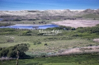 Urban animals, surrounded by swamp and meadow at the coast in Normandy