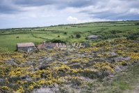 Urban Living: Cottages near the coast of Normandy with urban animals and a field of flowers