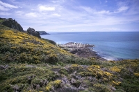 Coastline covered by a field of flowers with view on cliffs and ocean in Normandy