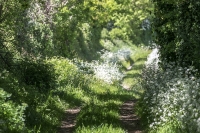 The Woods: Country path surrounded by trees and bushes in a forest in Normandy