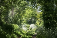 The Woods: A forest path in the countryside in Normandy