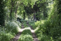 The Woods: Country path surrounded by trees and bushes in a forest in Normandy