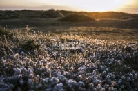 Sunset: Sun glitter over flowers at the dunes in Normandy