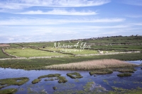 Urban Living: Village by the coast of Normandy with grazing cows
