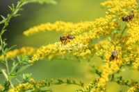 Honey bees collecting pollen in in a flowery area in Bavaria
