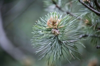 Brown-lipped snail on a fig in Bavaria